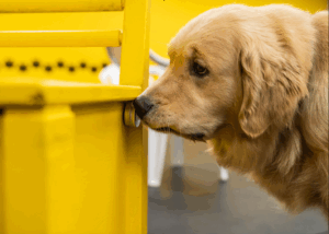 Sit Happens! Companion Dog Training Recognized With 2025 Consumer Choice Award for Pet Training in Southern Alberta